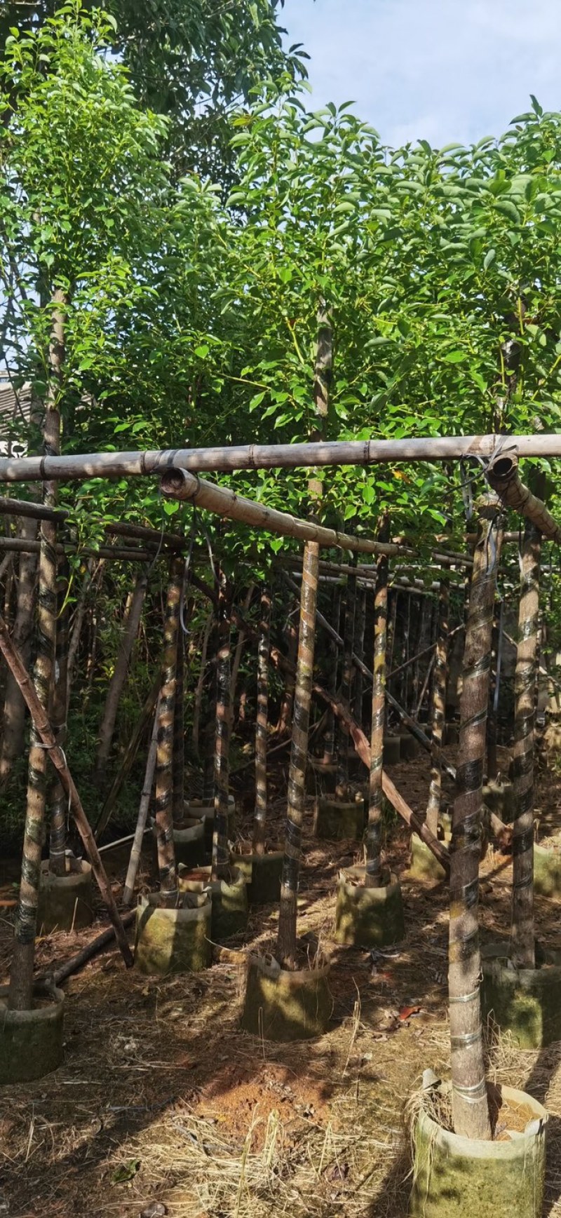 樟树基地直销规格齐全质量优欢迎老板前来咨询合作