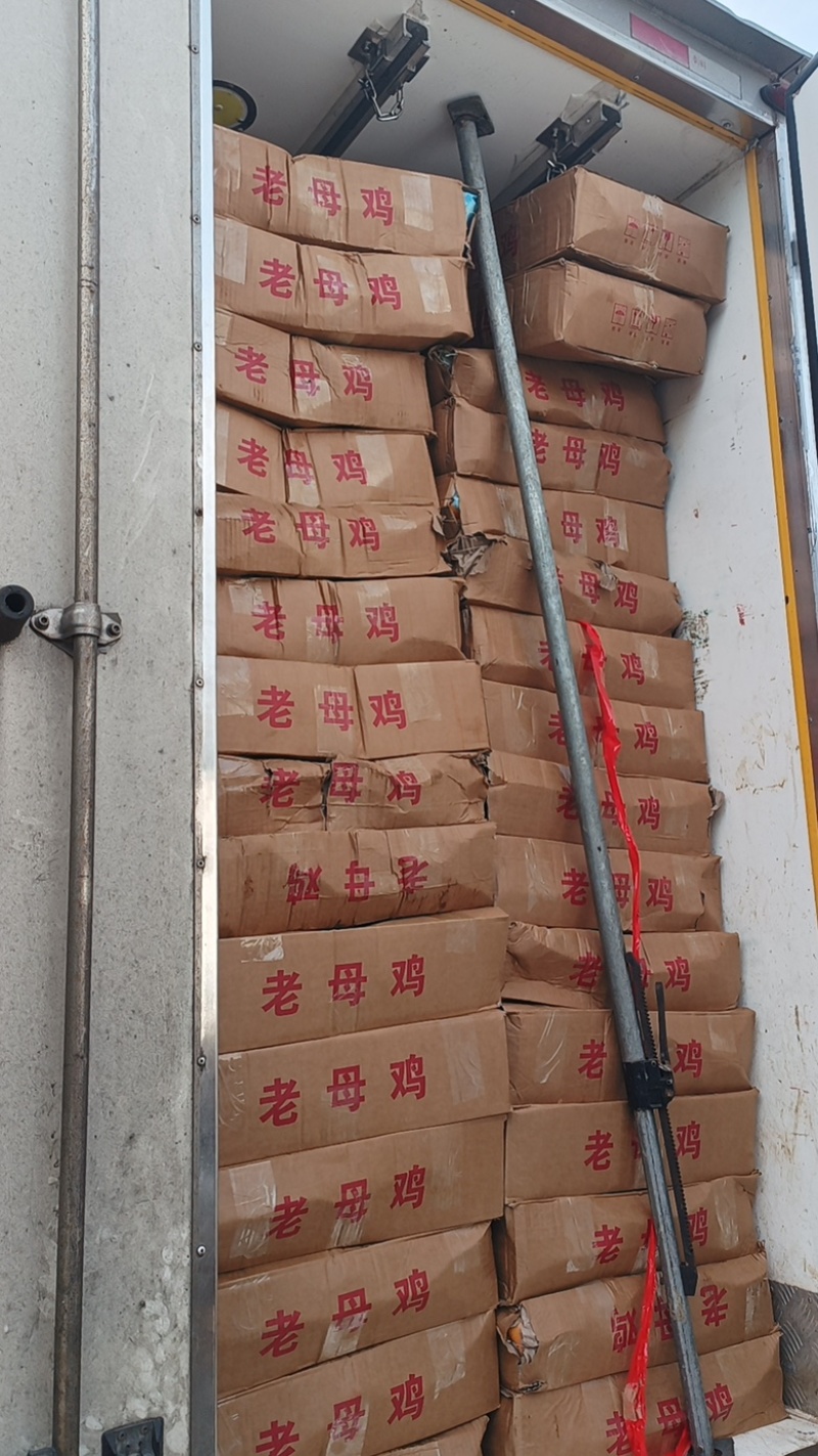 河南真空包装老母鸡白条鸡质量保证厂家直销欢迎来电咨询