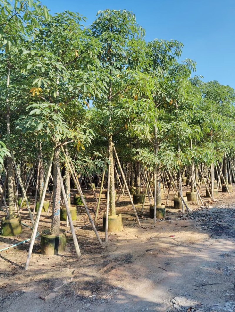 美丽异木棉基地直销规格齐全质量优欢迎老板前来咨询