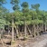 美丽异木棉基地直销规格齐全质量优欢迎老板前来咨询