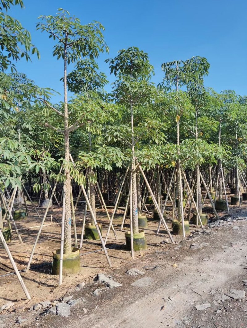 美丽异木棉基地直销规格齐全质量优欢迎老板前来咨询