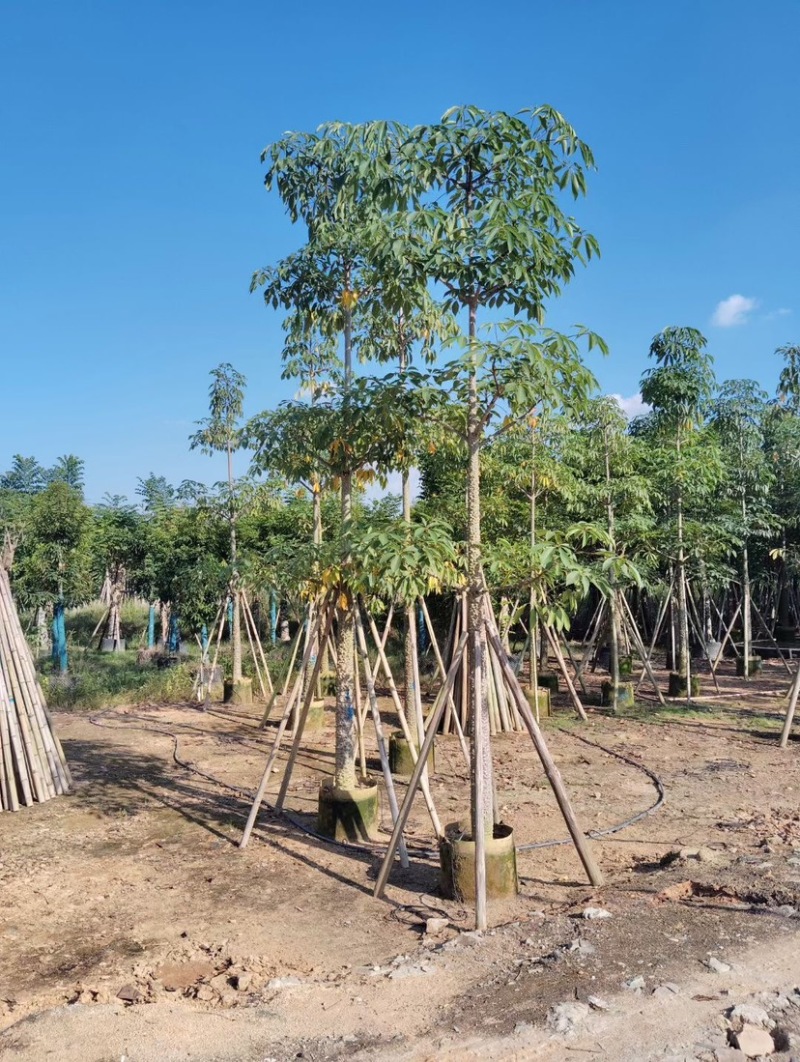 美丽异木棉基地直销规格齐全质量优欢迎老板前来咨询