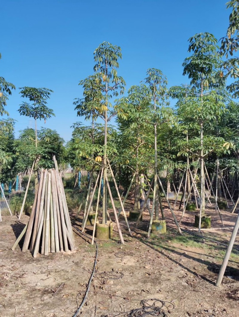 美丽异木棉基地直销规格齐全质量优欢迎老板前来咨询