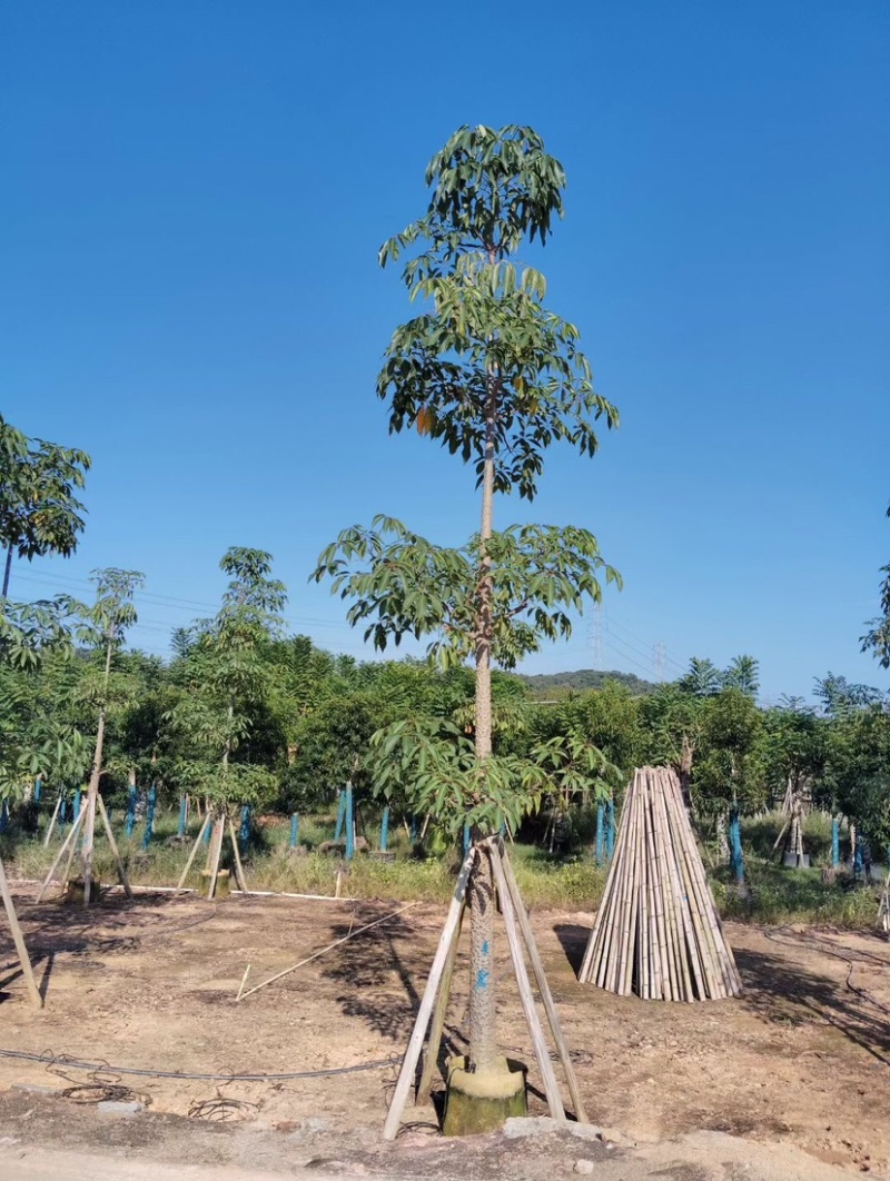 美丽异木棉基地直销规格齐全质量优欢迎老板前来咨询