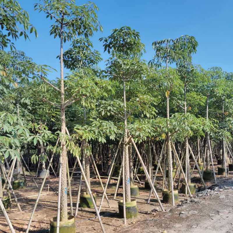 美丽异木棉基地直销规格齐全质量优欢迎老板前来咨询