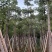 美人树基地直销规格齐全质量优欢迎老板来电咨询合作
