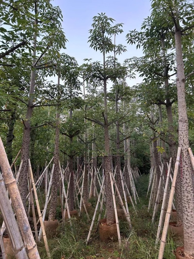 美人树基地直销规格齐全质量优欢迎老板来电咨询合作
