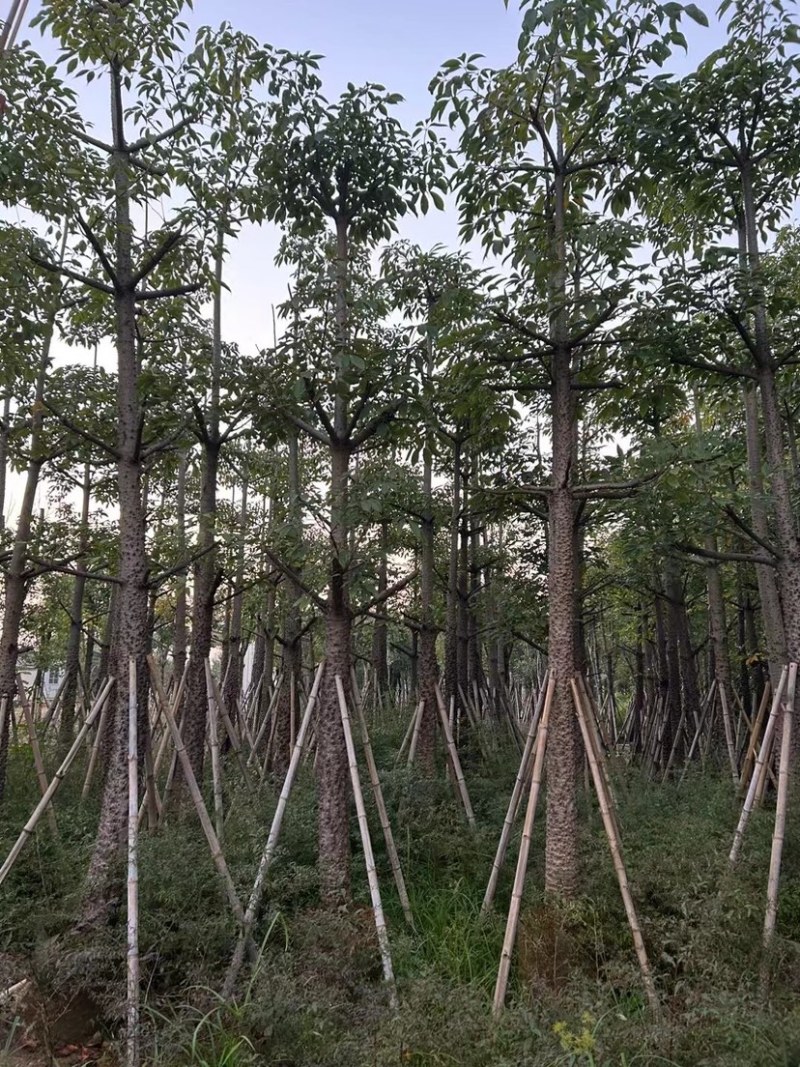 美人树基地直销规格齐全质量优欢迎老板来电咨询合作