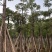 美人树基地直销规格齐全质量优欢迎老板来电咨询合作