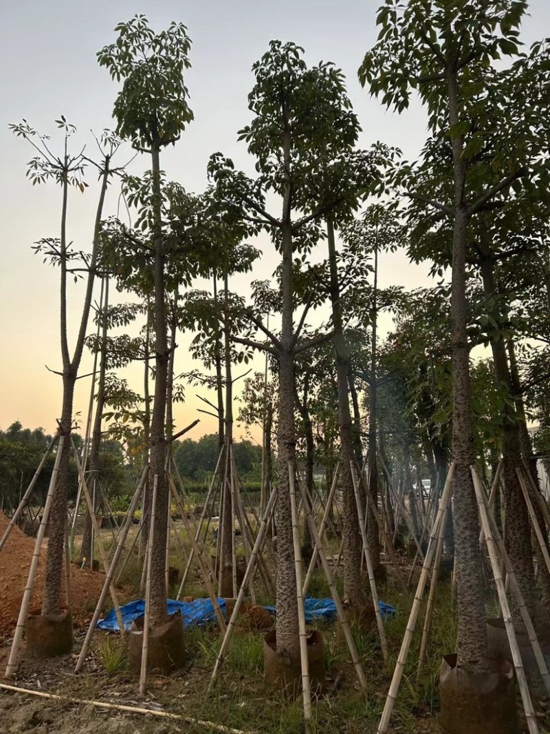 美人树基地直销规格齐全质量优欢迎老板来电咨询合作