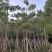 美人树基地直销规格齐全质量优欢迎老板来电咨询合作