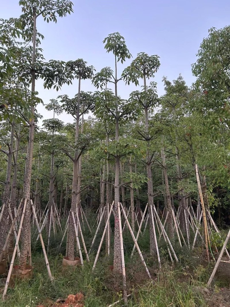 美人树基地直销规格齐全质量优欢迎老板来电咨询合作