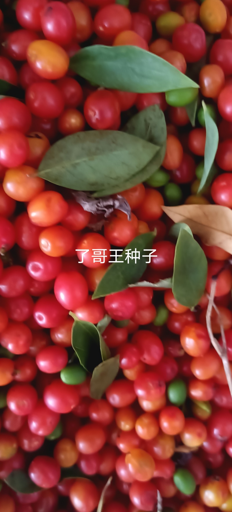 了哥王