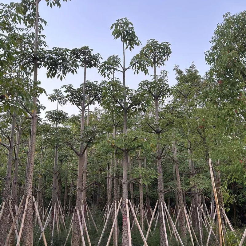 美人树基地直销规格齐全质量优欢迎老板来电咨询合作