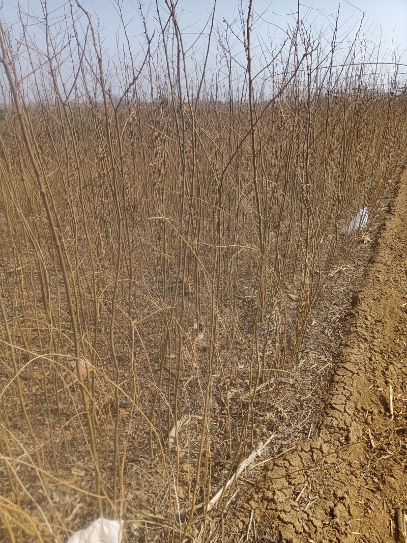 刺槐苗，刺槐苗产地，1/2年刺槐苗批发价格