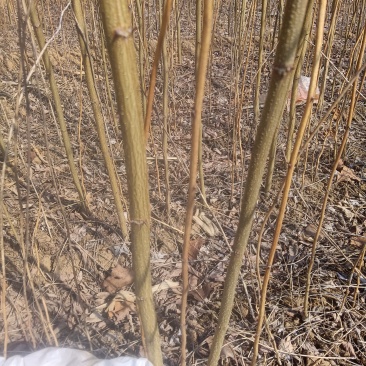 刺槐苗，刺槐苗产地，1/2年刺槐苗批发价格