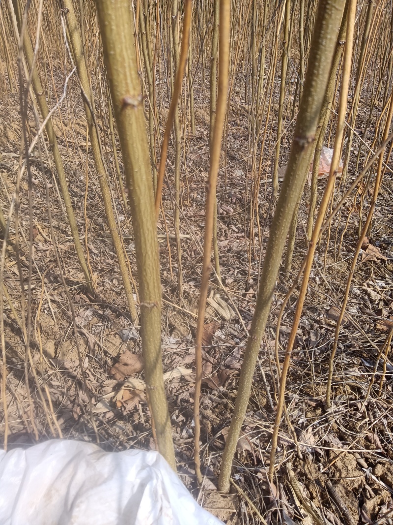 刺槐苗，刺槐苗产地，1/2年刺槐苗批发价格
