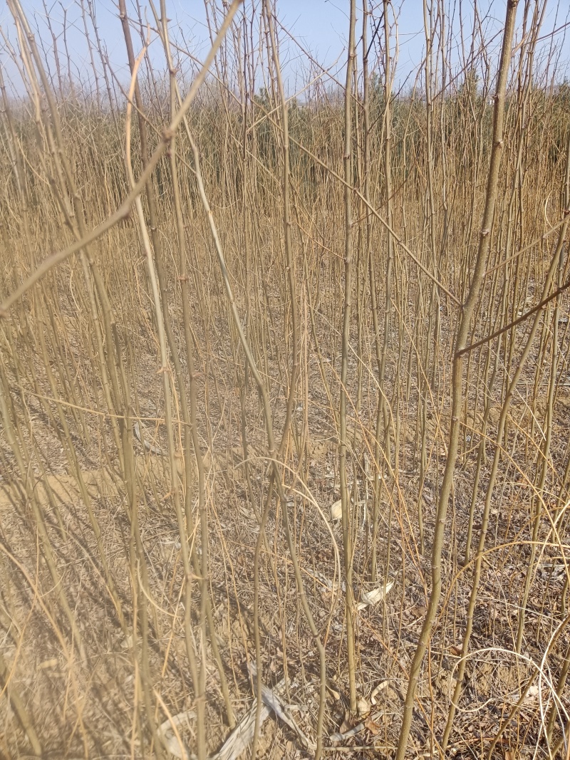 刺槐苗，刺槐苗产地，1/2年刺槐苗批发价格