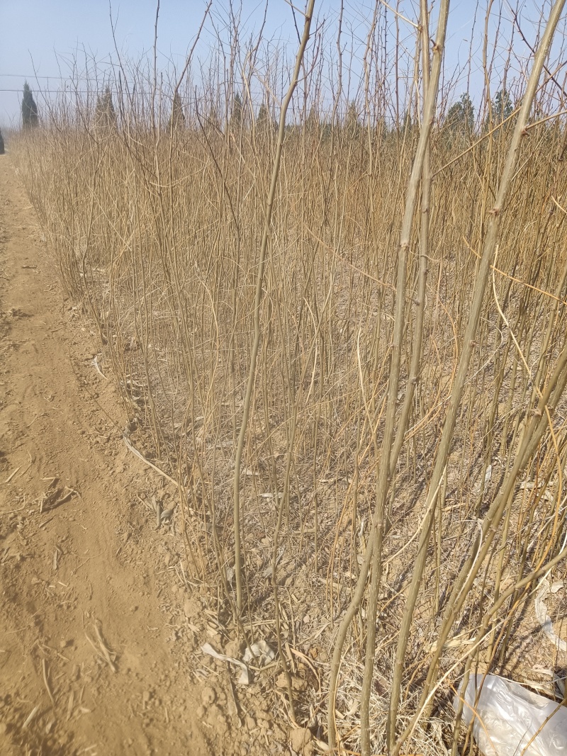 刺槐苗，刺槐苗产地，1/2年刺槐苗批发价格