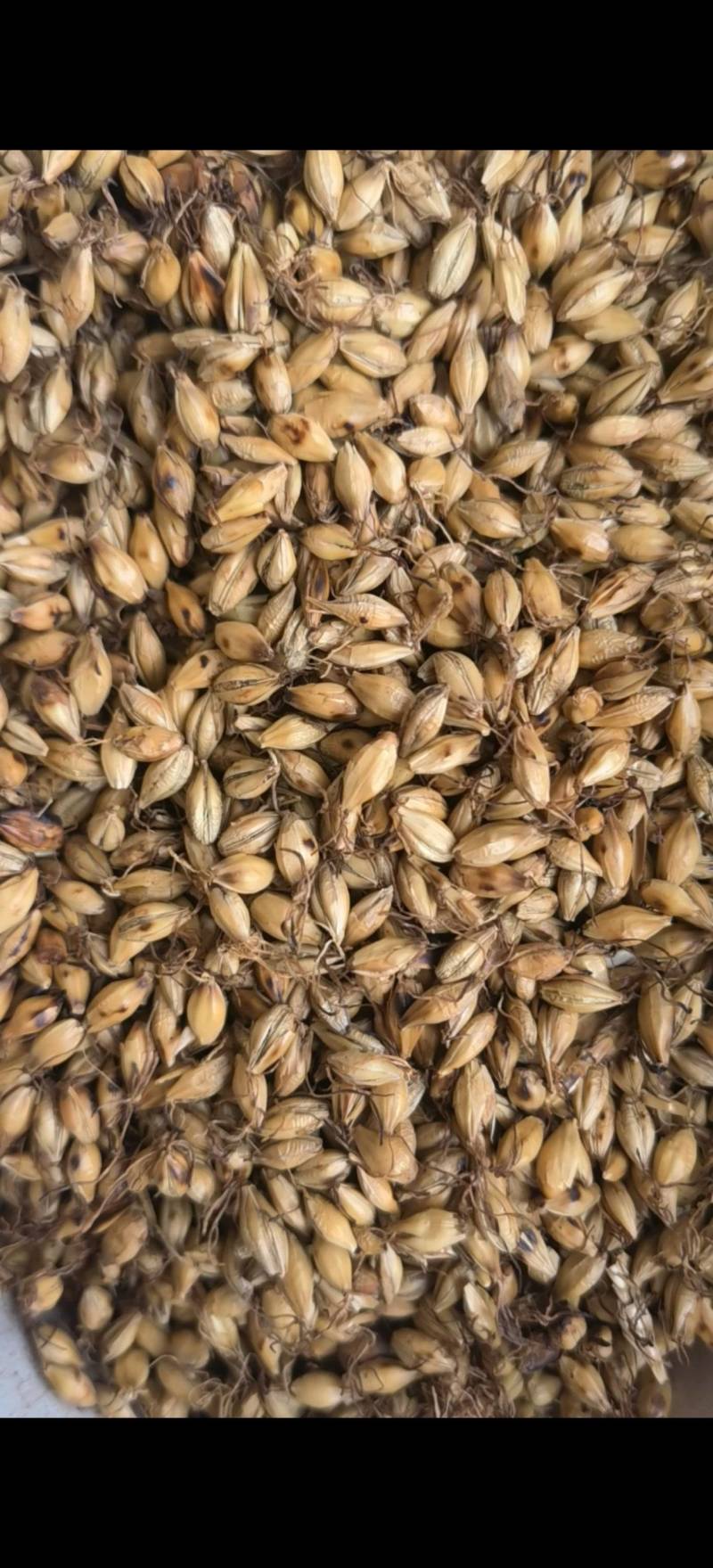 麦芽，大麦芽，全芽，批发中药材1000g起批