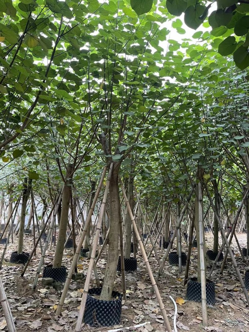 黄槿基地直销规格齐全质量优欢迎老板来电洽谈合作