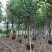 黄槿基地直销规格齐全质量优欢迎老板来电洽谈合作