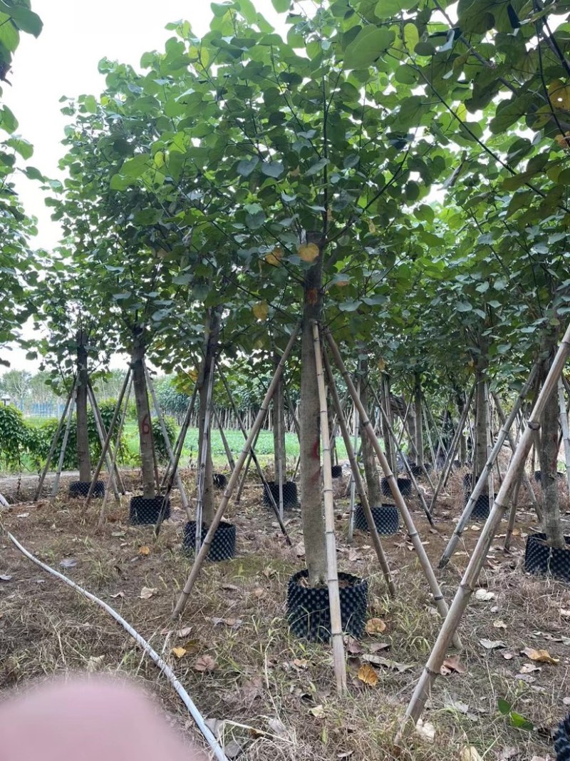 黄槿基地直销规格齐全质量优欢迎老板来电洽谈合作