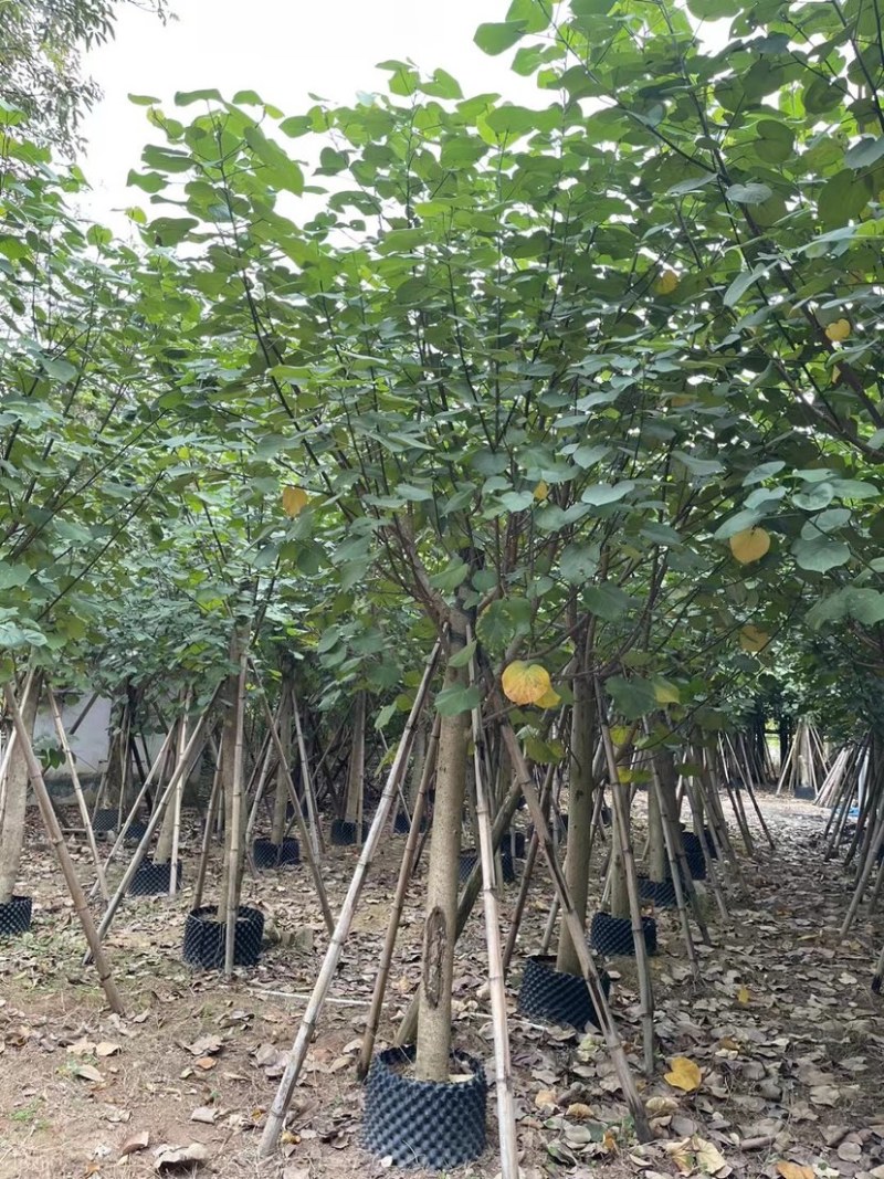 黄槿基地直销规格齐全质量优欢迎老板来电洽谈合作