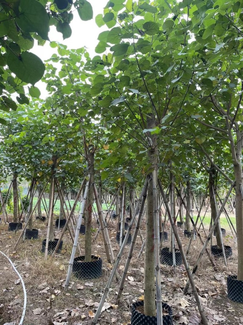 黄槿基地直销规格齐全质量优欢迎老板来电洽谈合作