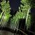 铁冬青：种苗，高度30-200高度，斜标，单杆，景观树形