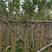 铁冬青：种苗，高度30-200高度，斜标，单杆，景观树形