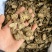 木香云木香新货选关书药业批发中药材