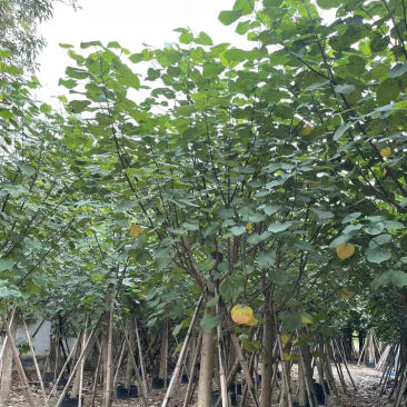 黄槿基地直销规格齐全质量优欢迎老板来电洽谈合作