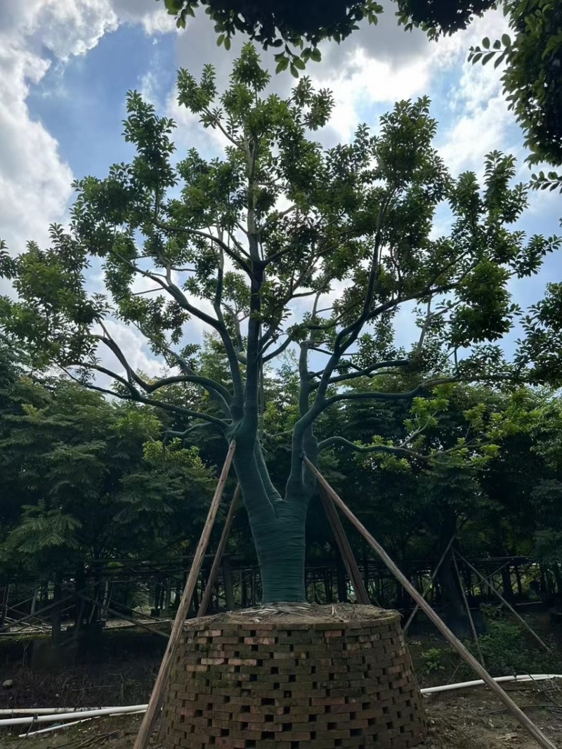 铁冬青：种苗，高度30-200高度，斜标，单杆，景观树形