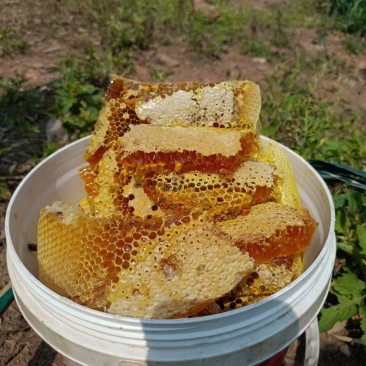 野蜂蜜，云南野生蜂蜜，大量有货，量大优惠，全国直销。