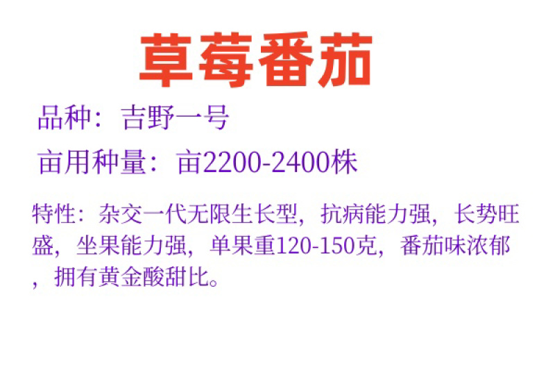 草莓番茄西红柿种苗口感柿子绿肩浓郁优质种苗