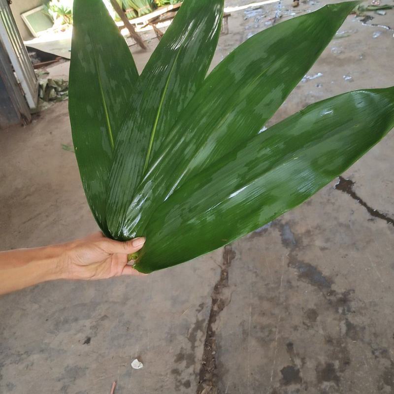 粽叶麻竹叶每天现货供应，货源充足