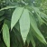 粽叶麻竹叶每天现货供应，货源充足