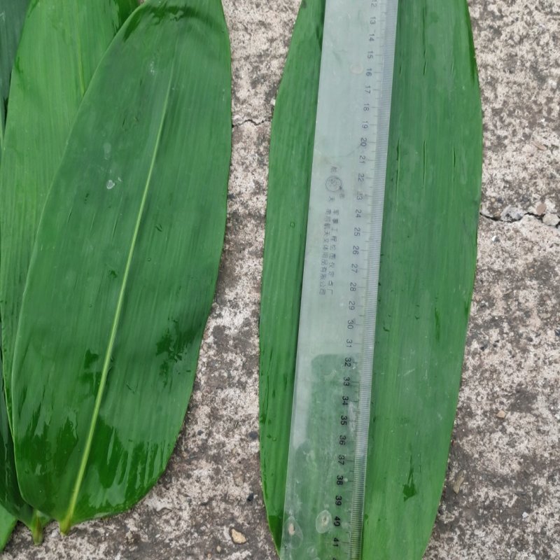 粽叶麻竹叶每天现货供应，货源充足