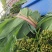 粽叶麻竹叶每天现货供应，货源充足