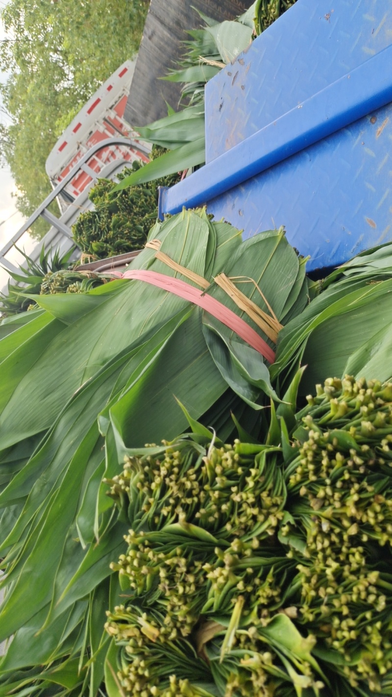 粽叶麻竹叶每天现货供应，货源充足