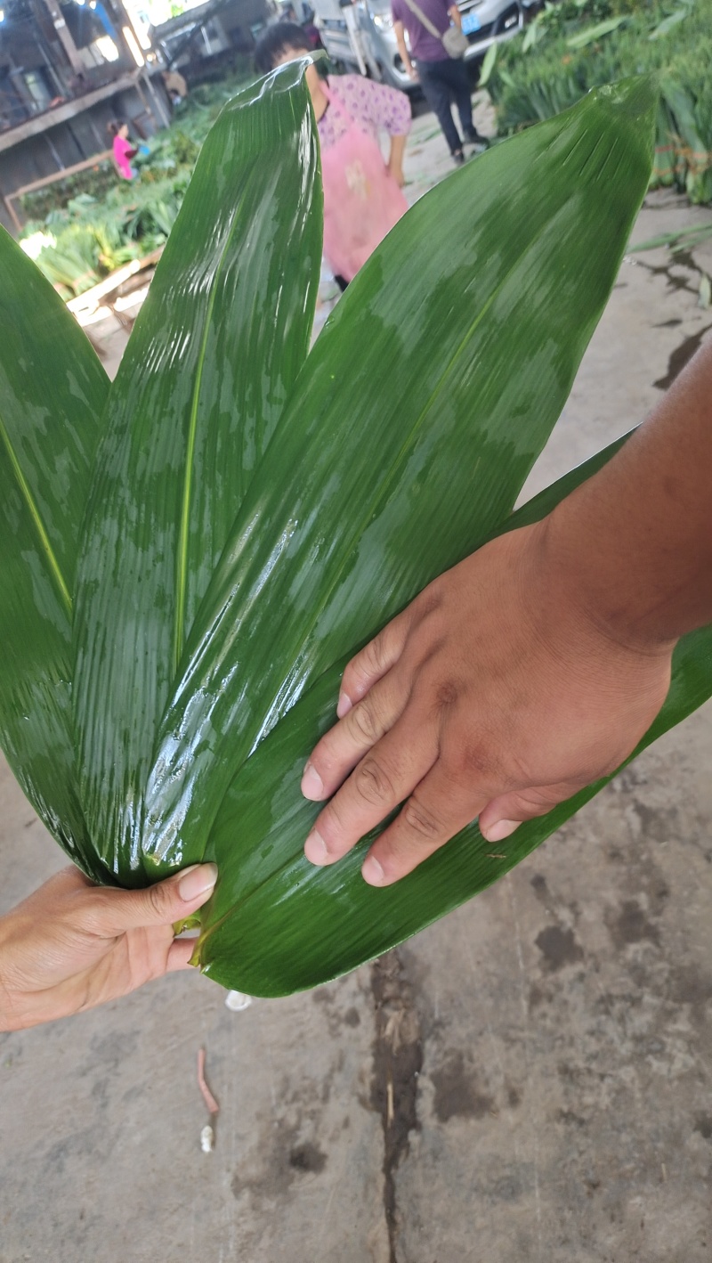 粽叶麻竹叶每天现货供应，货源充足