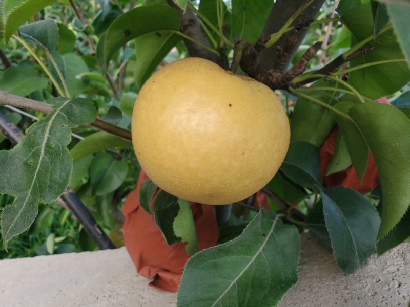 锦玉梨