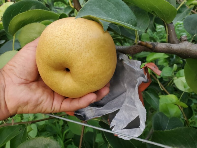 锦玉梨
