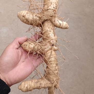 鸡头黄精老虎姜山姜块茎种茎野生河南产地直销