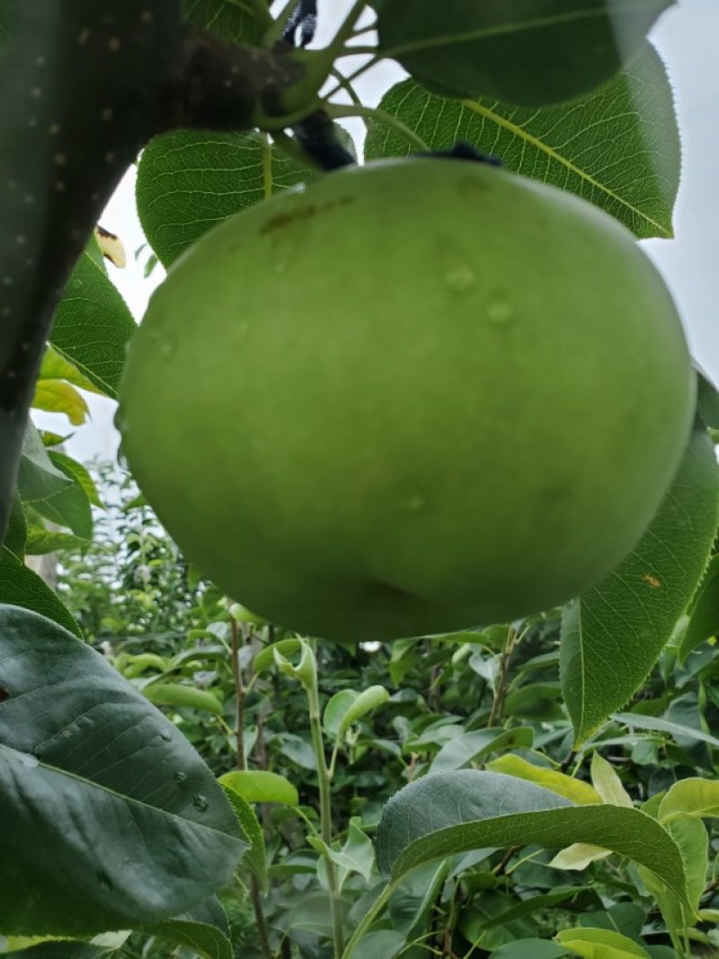 苏翠1号