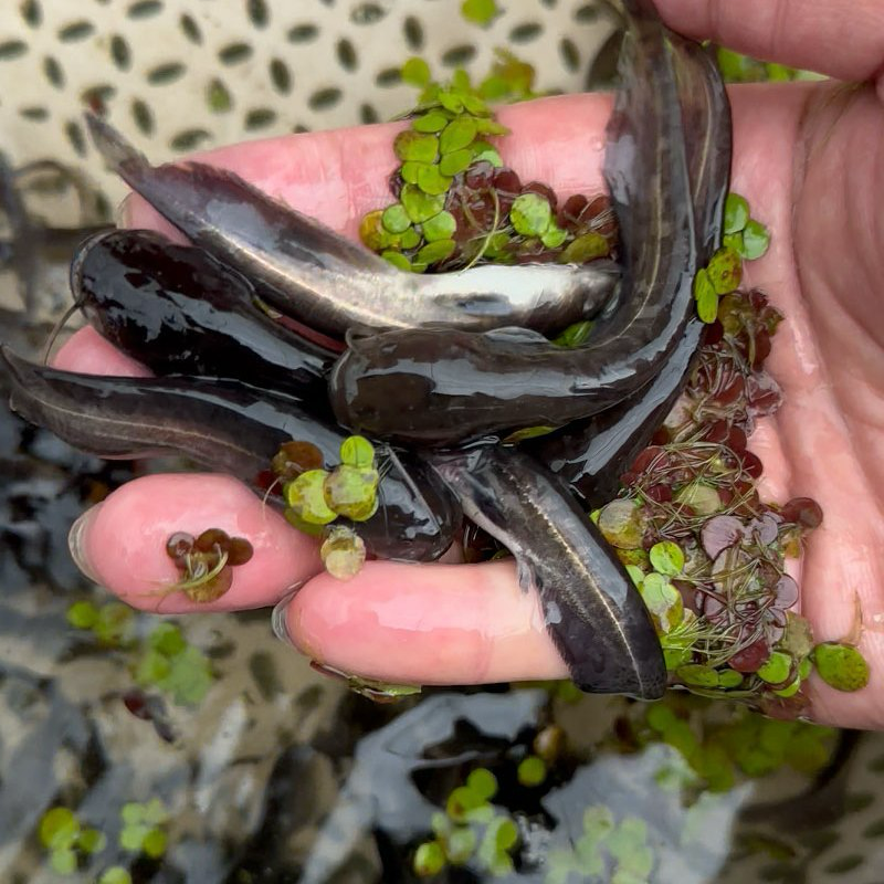 【推荐】优质土鲶鱼苗湖南岳阳基地直供质量保证