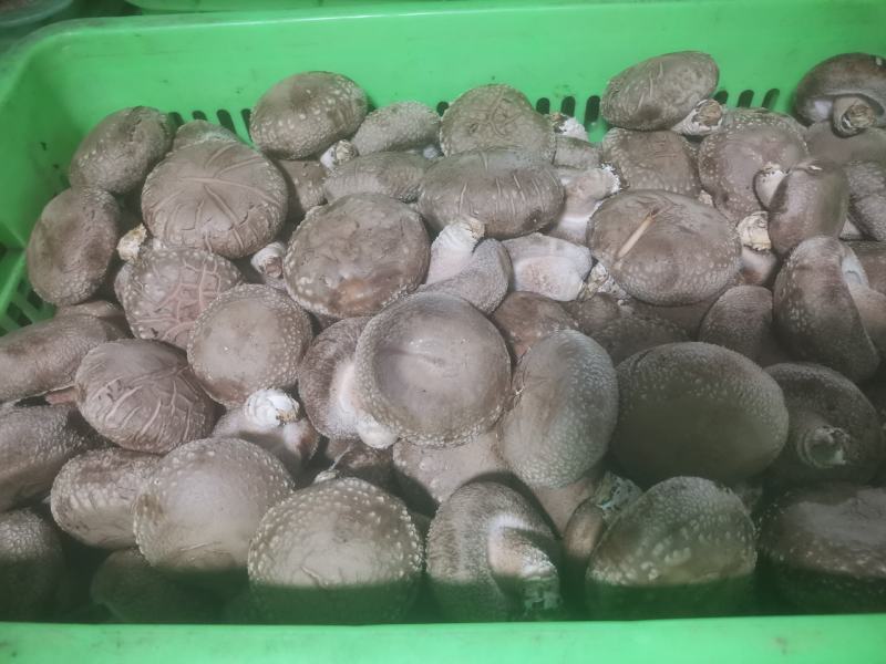 精品大白