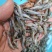油炸山根鱼小鱼汤专用