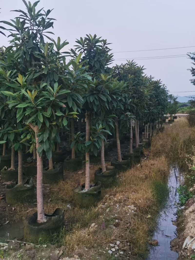 枇杷种苗，枇杷果树，各种规格齐全，大量出售，欢迎来电咨询